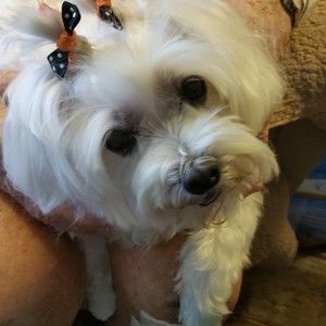 Meet your Posher, Pj